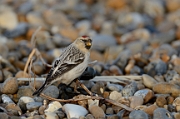 Arctic redpoll